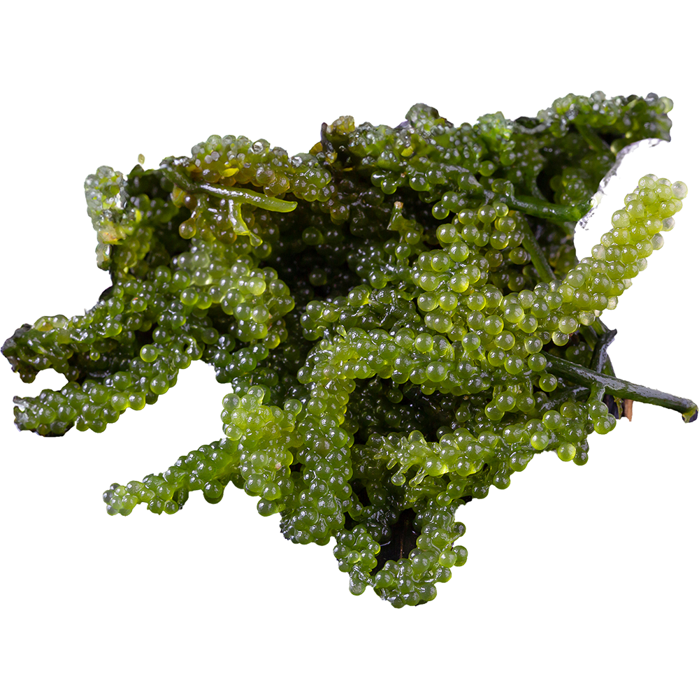 Caulerpa lentillifera