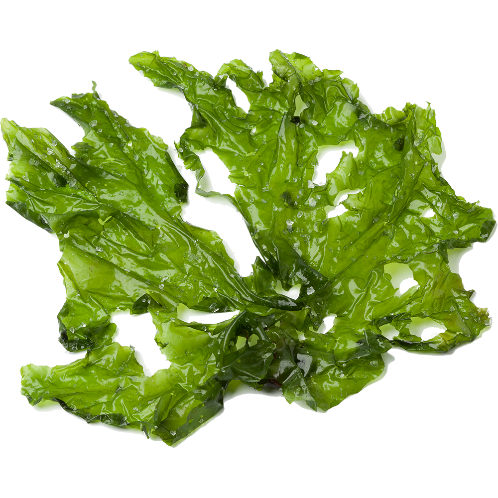 Ulva lactuca